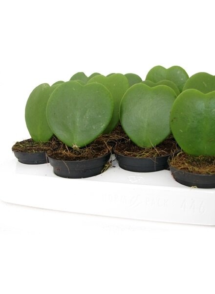 Хойя Керри сердечко 