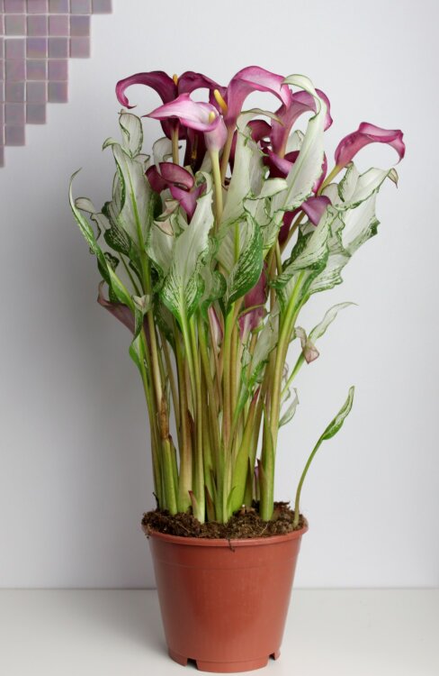 Калла Фрозен Квин ⌀14 35 см 