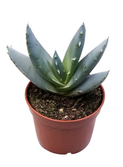 Алоэ клавифлора ⌀5 