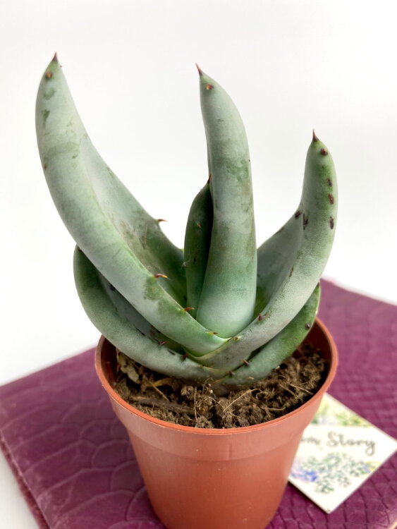 Алоэ клавифлора ⌀5 