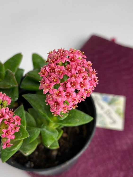 Крассула Спрингтайм ⌀7 