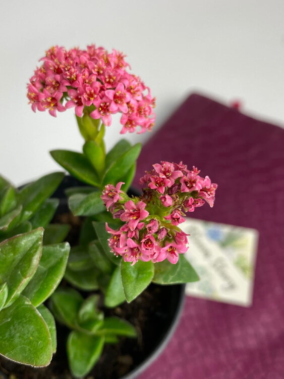 Крассула Спрингтайм ⌀7 