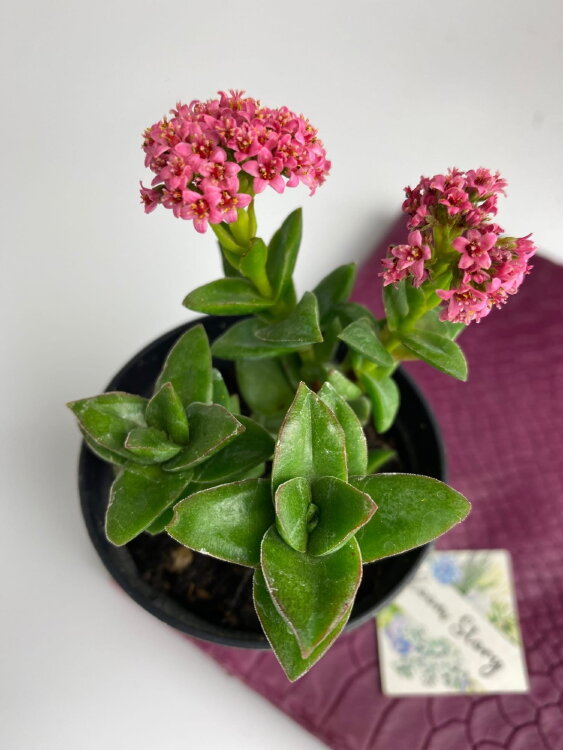 Крассула Спрингтайм ⌀7 