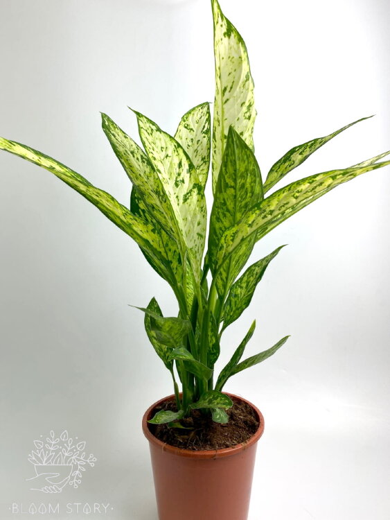 Диффенбахия Везувий ⌀17 65 см 