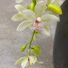 Орхидея Цимбидиум Айс Каскад в керамике 