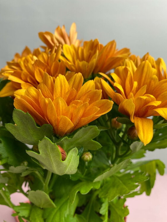 Хризантема оранжевая ⌀12  Хризантема оранжевая ⌀12