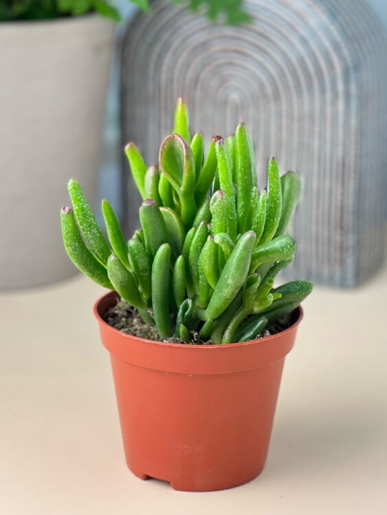 Крассула Овата Хоббит ⌀8 15 см 