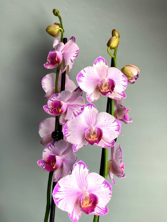 Орхидея Фаленопсис Фрости Берри 2 ст 