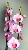 Орхидея Фаленопсис Фрости Берри 2 ст 