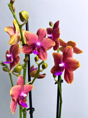 Орхидея Фаленопсис Болгери (Бронз Будда) ⌀12 45 см