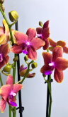 Орхидея Фаленопсис Болгери (Бронз Будда) ⌀12 45 см 