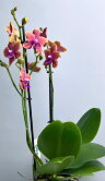 Орхидея Фаленопсис Болгери (Бронз Будда) ⌀12 45 см 