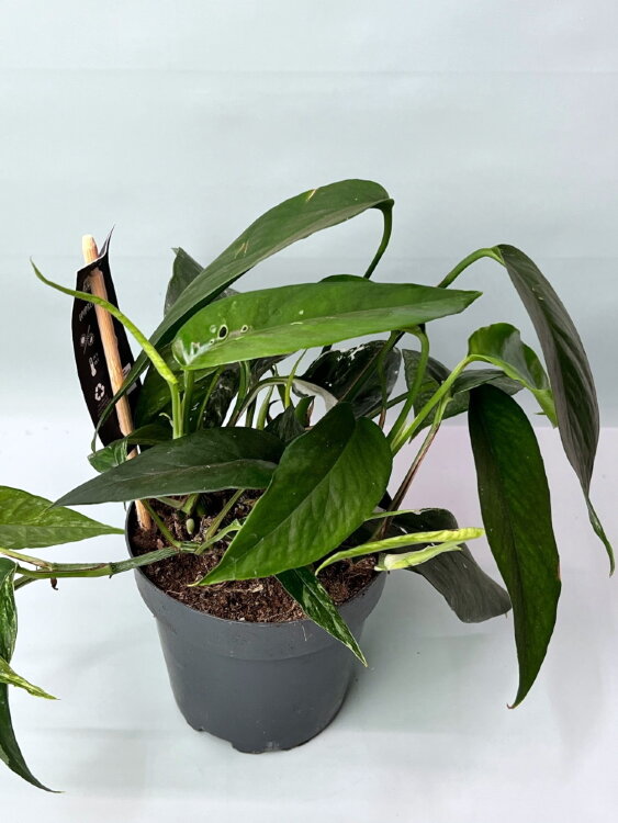 Эпипремнум Вариегатум ⌀12 20 см 