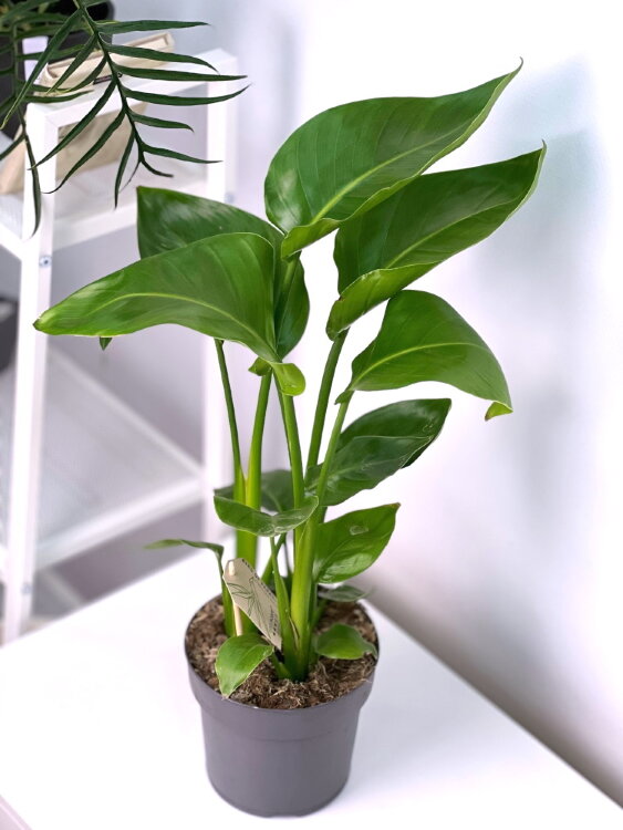 Стрелиция Николая ⌀17 55 см 