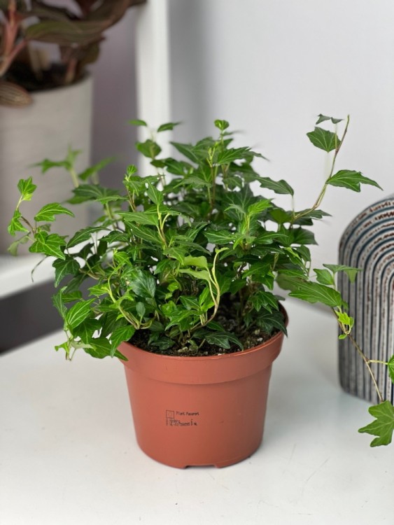 Хедера Хеликс Джессика ⌀13 30 см 