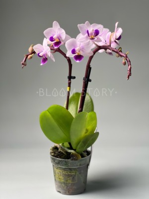 Орхидея Фаленопсис мини Софт Вайт ⌀6 20 см