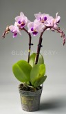 Орхидея Фаленопсис мини Софт Вайт ⌀6 20 см 