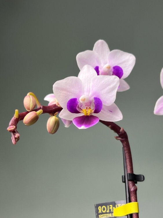 Орхидея Фаленопсис мини Софт Вайт ⌀6 20 см  Орхидея Фаленопсис мини Софт Вайт ⌀6 20 см