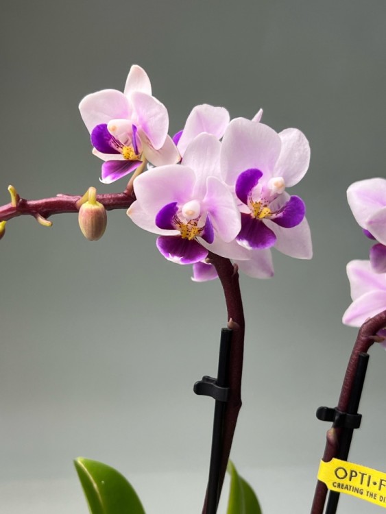 Орхидея Фаленопсис мини Софт Вайт ⌀6 20 см  Орхидея Фаленопсис мини Софт Вайт ⌀6 20 см