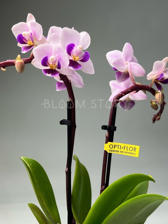 Орхидея Фаленопсис мини Софт Вайт ⌀6 20 см  Орхидея Фаленопсис мини Софт Вайт ⌀6 20 см