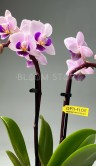 Орхидея Фаленопсис мини Софт Вайт ⌀6 20 см 