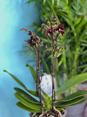 Орхидея Мультифлора Блэк Перпл ⌀12 40 см