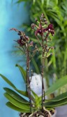 Орхидея Мультифлора Блэк Перпл ⌀12 40 см 