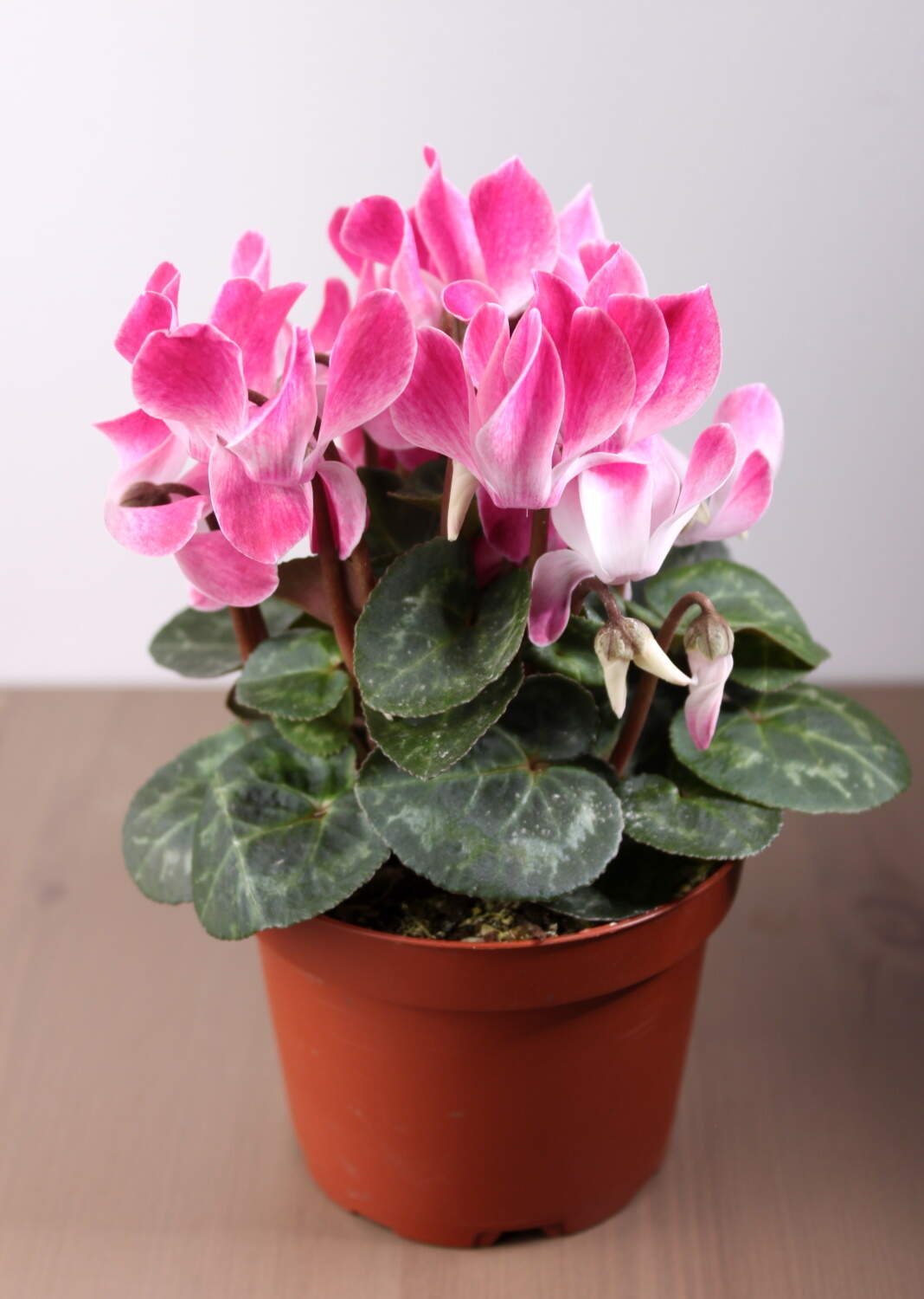 Цикламен бело-розовый ⌀10 купить в Москве с доставкой | Магазин растений  Bloom Story (Блум Стори)