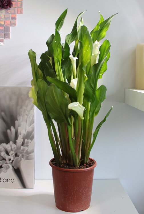 Калла белая ⌀12 40 см 