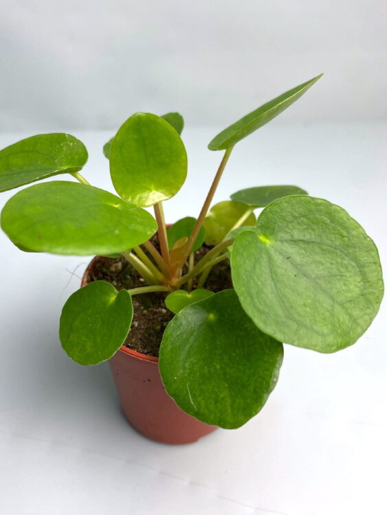 Пилея пеперомиевидная ⌀5 