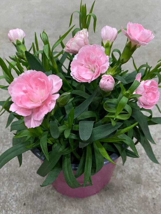 Гвоздика светло-розовая ⌀12 