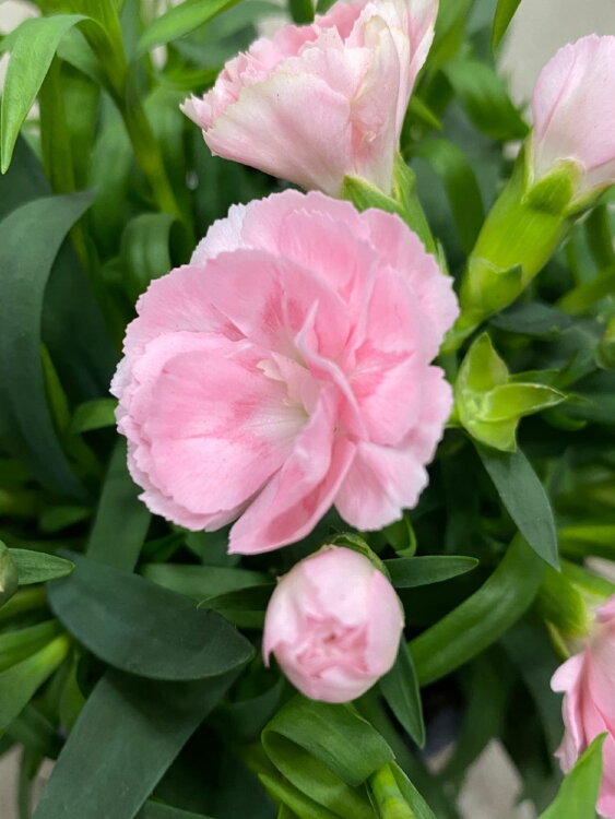 Гвоздика светло-розовая ⌀12 