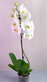 Орхидея Фаленопсис белая 1 ст 