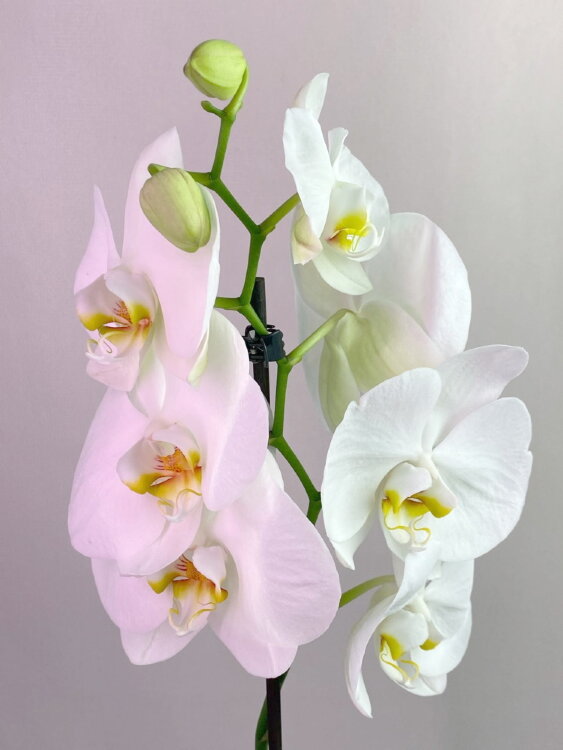 Орхидея Фаленопсис белая 1 ст 