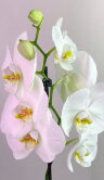 Орхидея Фаленопсис белая 1 ст 
