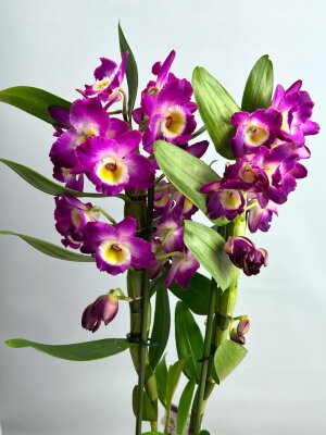 Орхидея Дендробиум Нобиле Акатсуки 2 ст