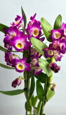 Орхидея Дендробиум Нобиле Акатсуки 2 ст 