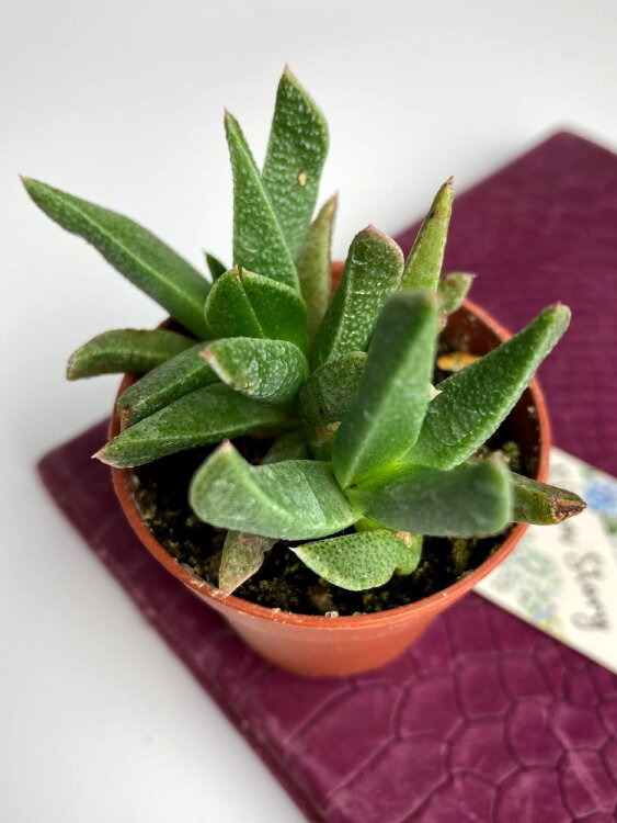 Рабия Альбинота ⌀5 