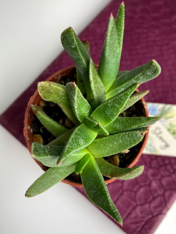 Рабия Альбинота ⌀5 