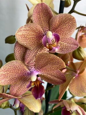 Орхидея Фаленопсис Сансет Лав ⌀12 40 см