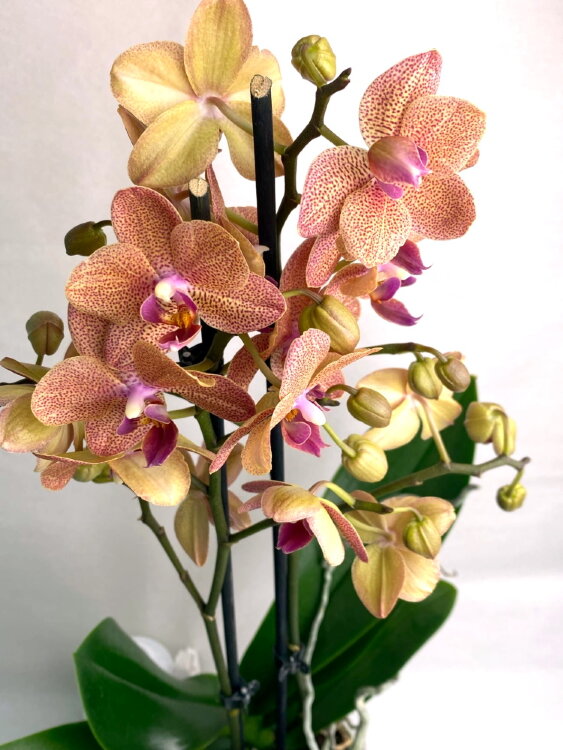 Орхидея Фаленопсис Сансет Лав ⌀12 40 см 