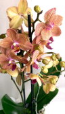 Орхидея Фаленопсис Сансет Лав ⌀12 40 см 