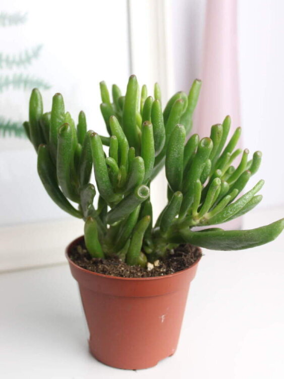 Крассула Овата Хоббит ⌀10 15 см 