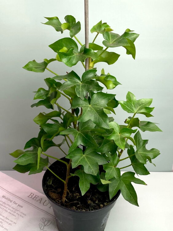 Фатсхедера Лиза ⌀17 45 см 