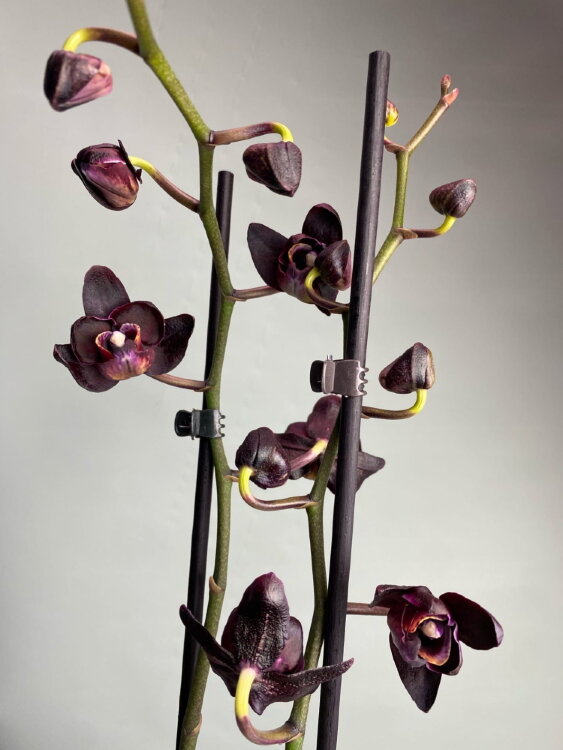Орхидея Фаленопсис Блэк Джек 2 ст 