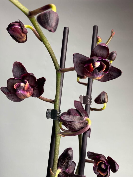 Орхидея Фаленопсис Блэк Джек 2 ст 