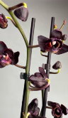 Орхидея Фаленопсис Блэк Джек 2 ст 