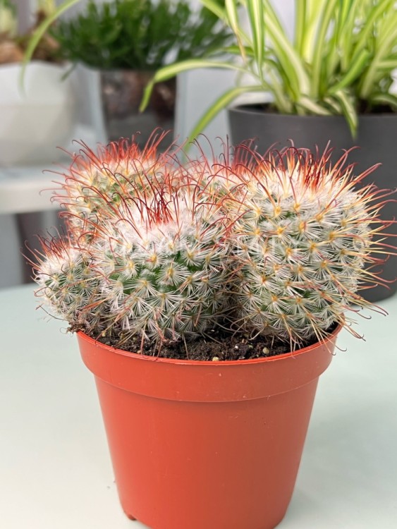 Маммиллярия Бомбицина мульти ⌀10 