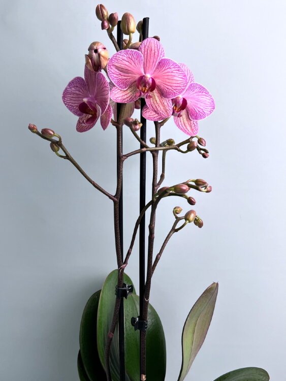 Орхидея Фаленопсис Криптикс 2 ст 