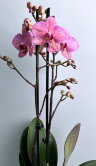 Орхидея Фаленопсис Криптикс 2 ст 